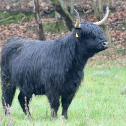 Sheila Highland Cow