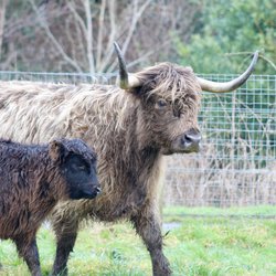 Kim & Fia Highland Cow