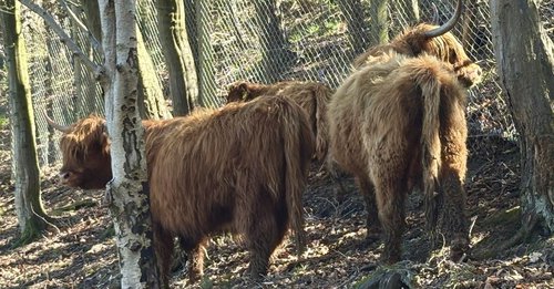 Coos are Back
