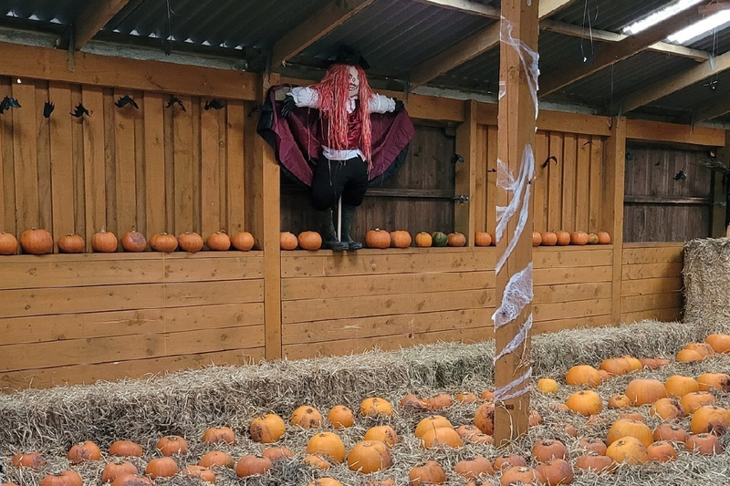 Scarecrow hanging in a barn with pumpkins on the floor