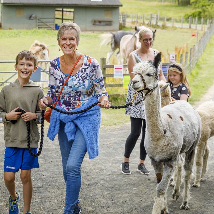 alpaca walk