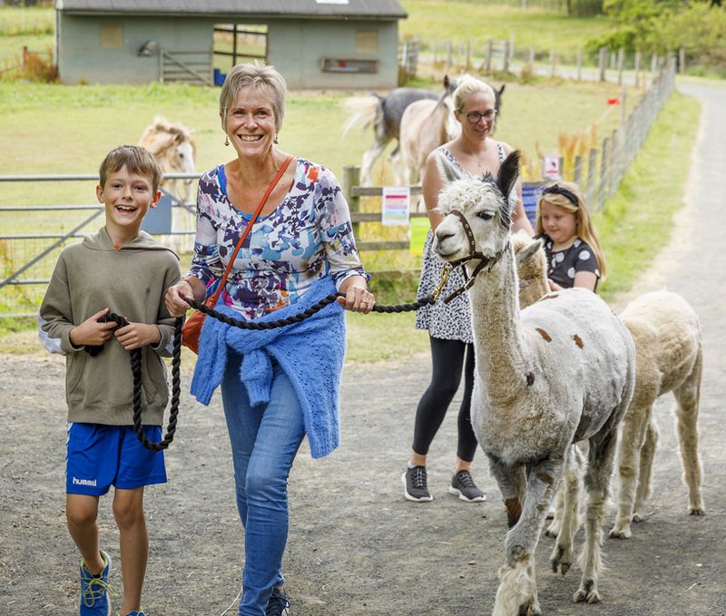 alpaca walk