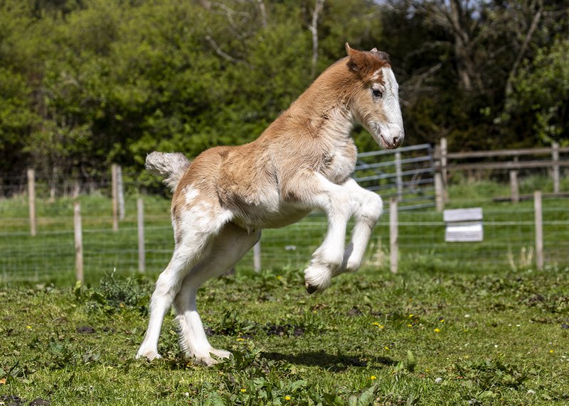 clydesdale foal