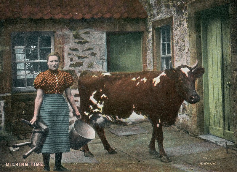 milking time at mill farm.jpg