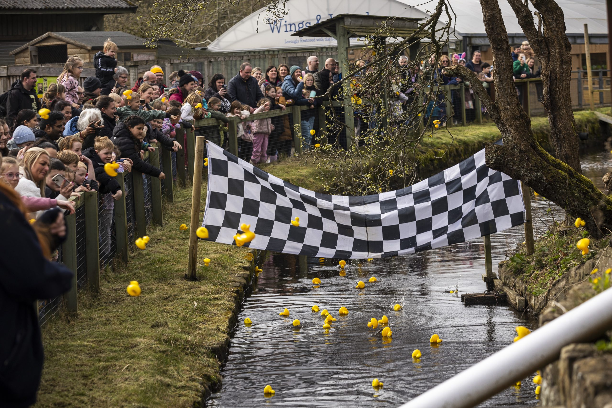 A crowd is gathered on the river banks throwing rubber ducks into the river at the start of Almond Valley's annual duck race.