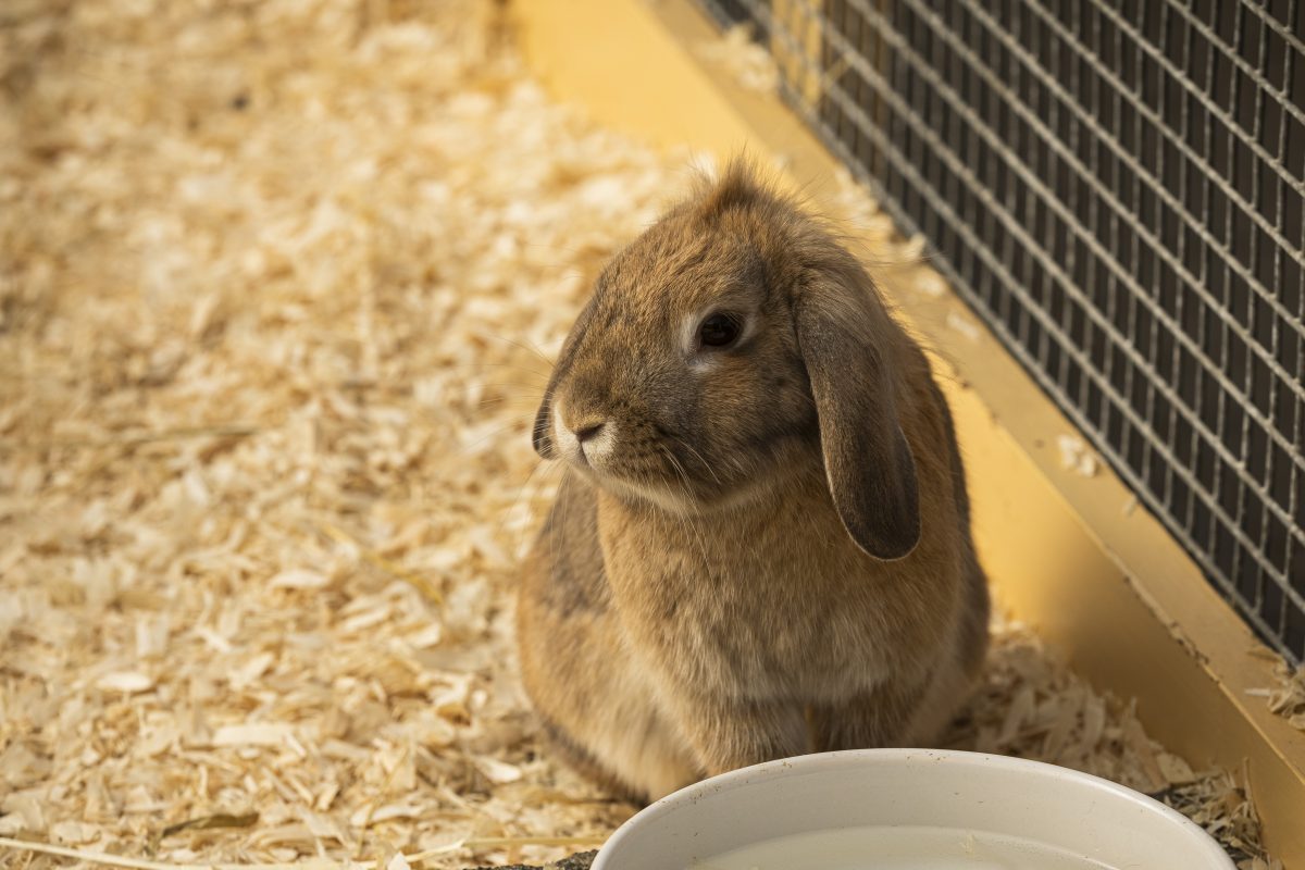 A fawn coloured rabbit is sitting down in an enclosure looking to the left.