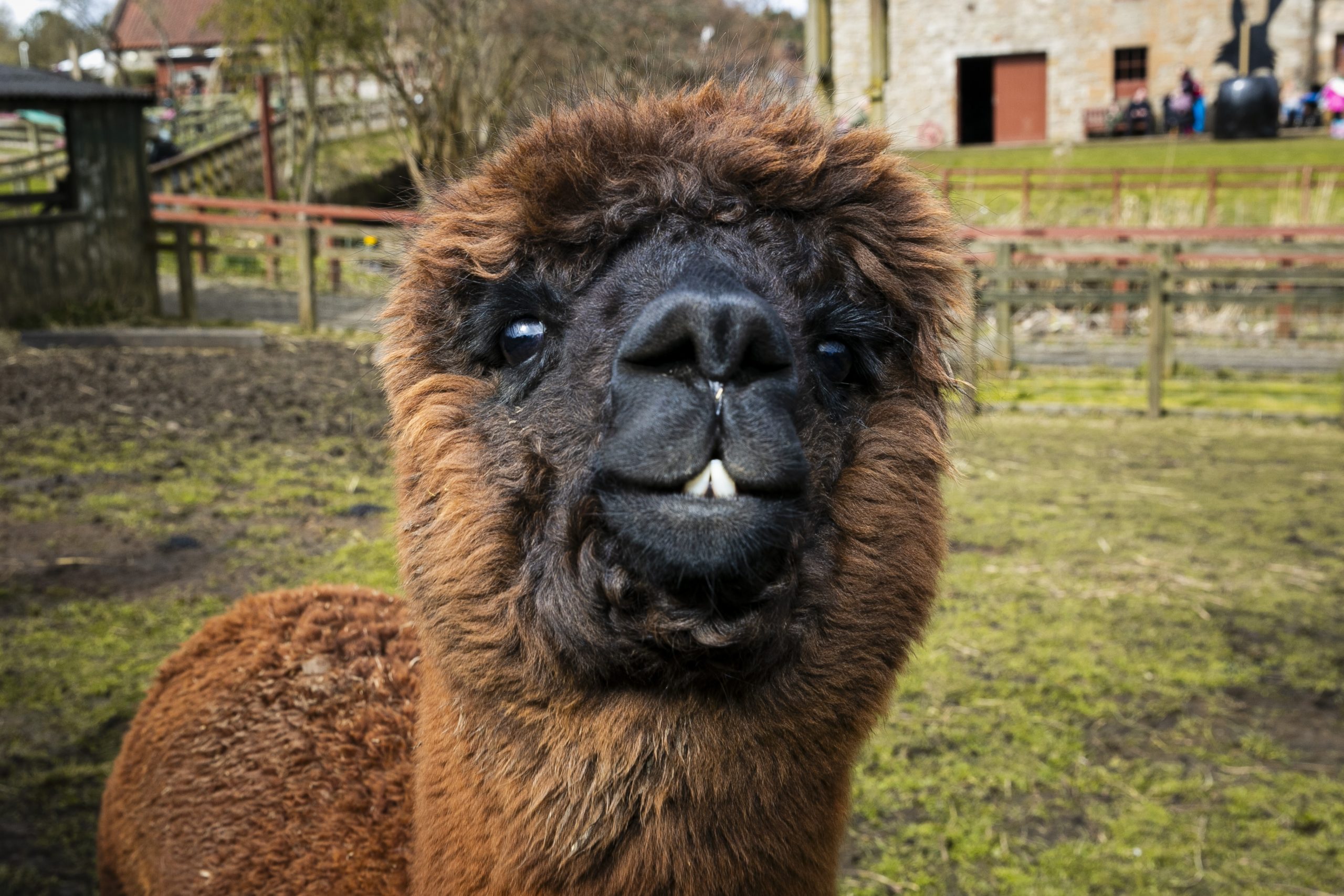 Alpaca Feeding Session