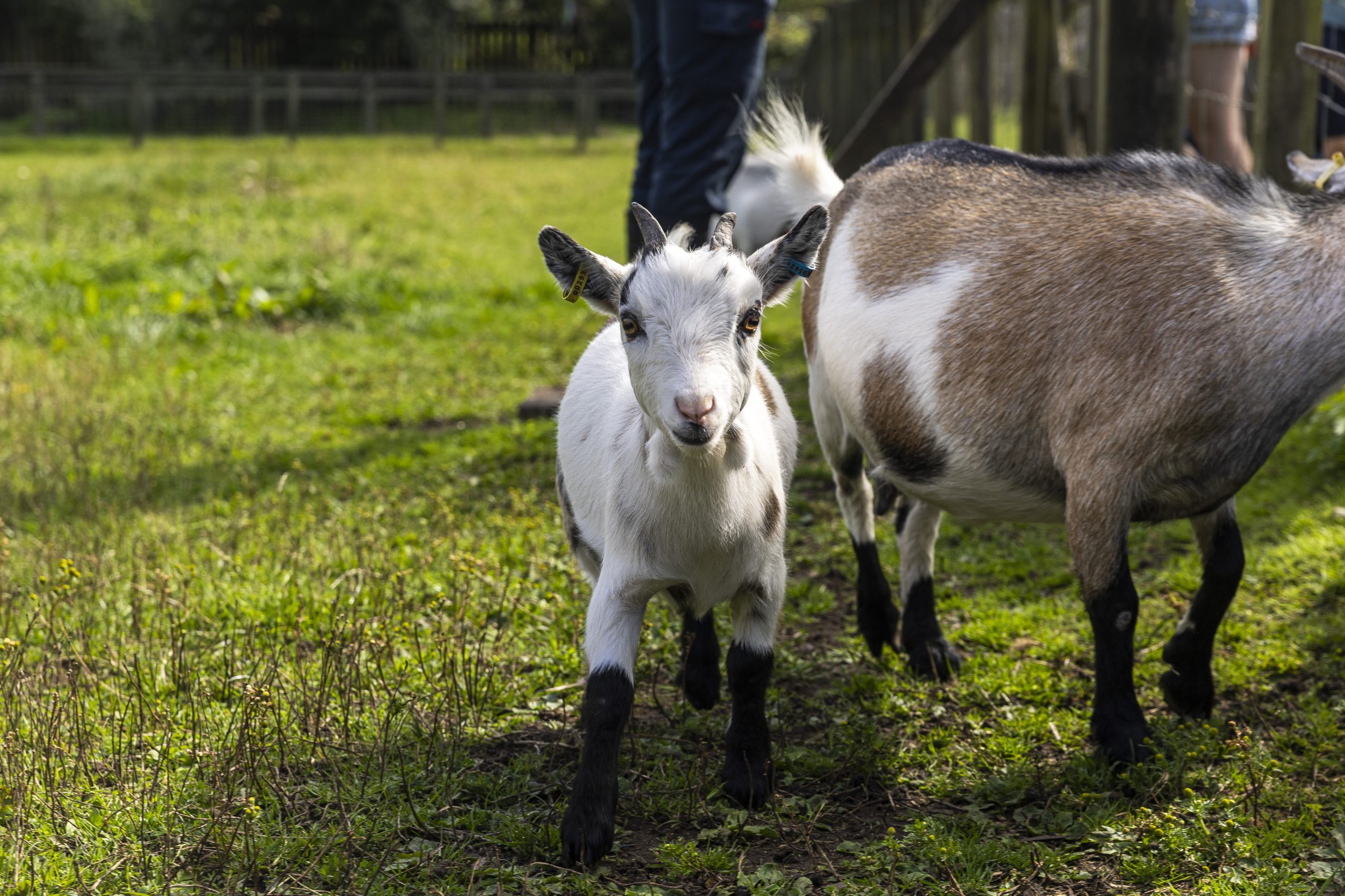 A young goat stares directly at the camera.