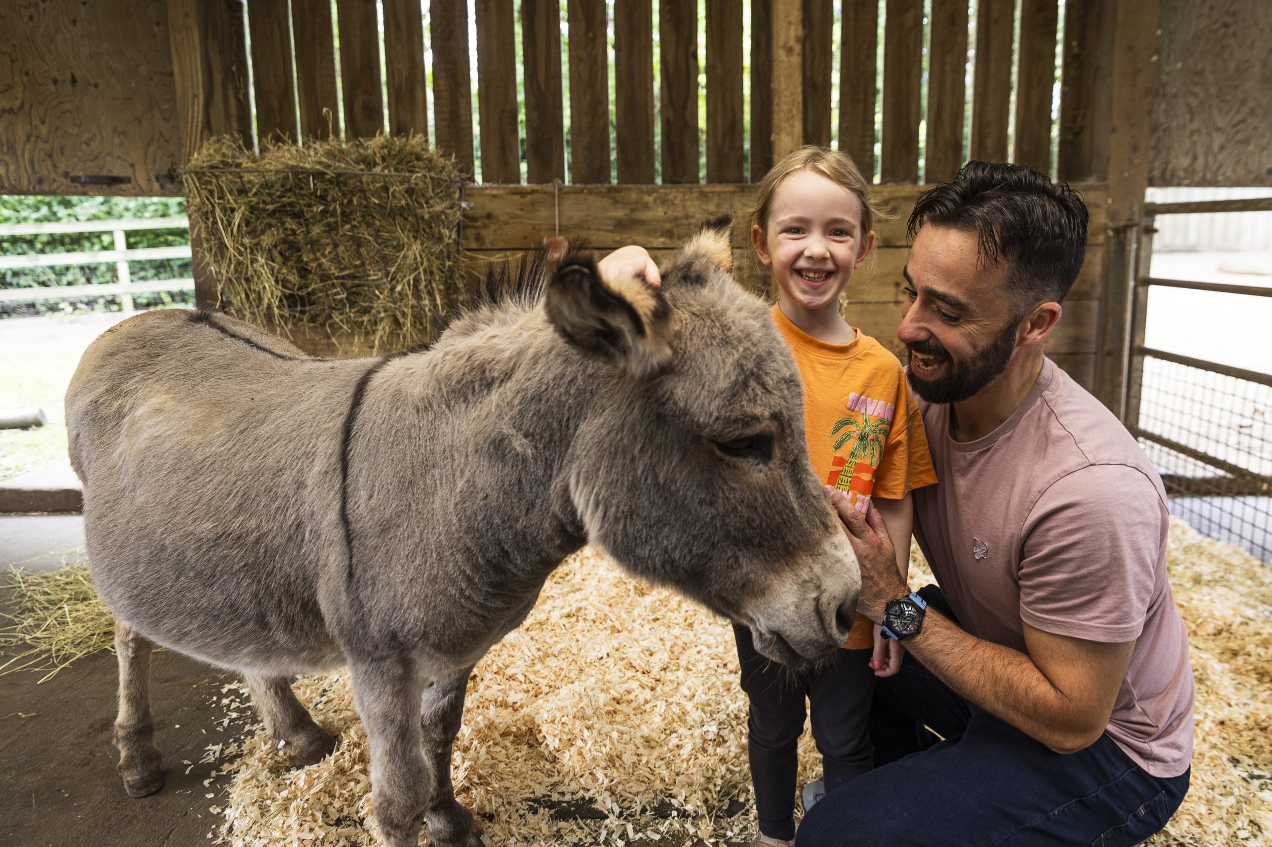 A four year old girl is with her father, they are meeting a miniature donkey in a shed.