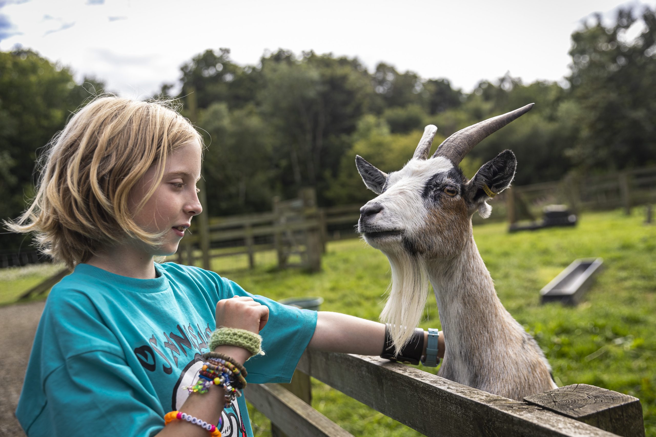 A ten year old girl is reaching out to pet a goat, there are fields in the background.